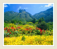 Namakwaland blomme toer - Kirstenbosch